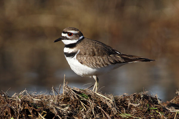 Killdeer © Russ Chantler